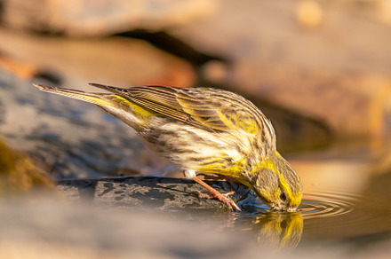 Serinus serinus, serin serin, the smallest of the finches, an Animal Photo by edufoto.es
