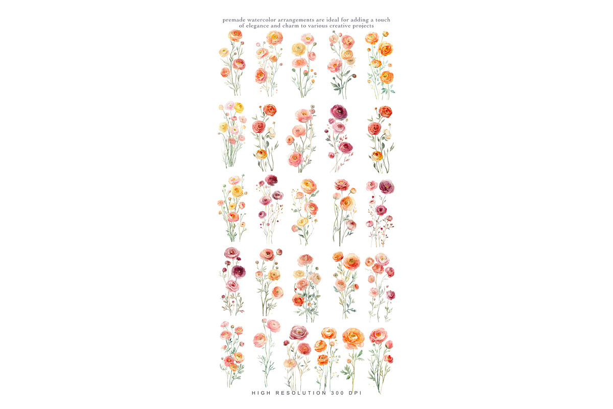 Watercolor Ranunculus Clipart Set, a Decorative Illustration by Patishop Art (Photo 7 of 10)