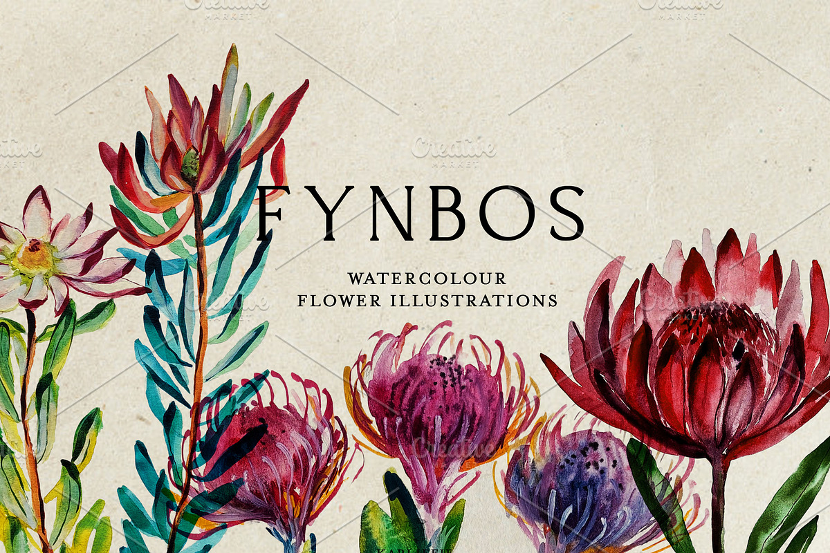 South African Flowers, a Decorative Illustration by Karliefie (Photo 3 of 5)
