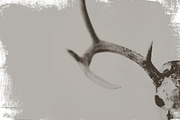 Digital Cyanotype Effect, a Brushes & More by Foto Rx Co. (Thumbnail 7 of 8)