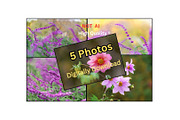 Pink Cosmos Flower Photo Bundle – 5, a Nature Photo by Silent Nature (Thumbnail 1 of 6)