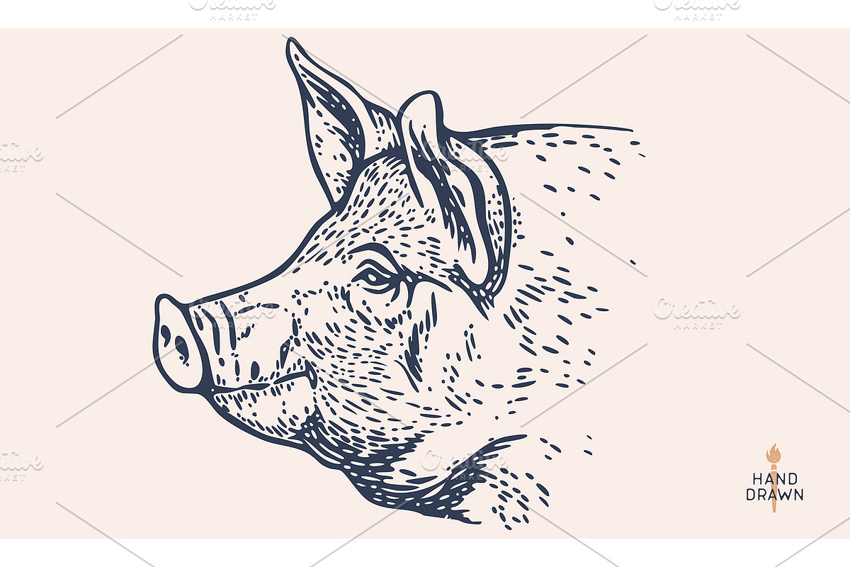 Pork, pig, hog, meat sketch, an Animal Illustration by Foxys Graphic (Photo 1 of 3)
