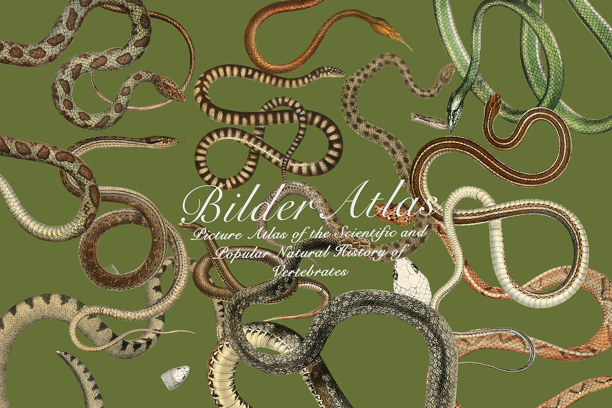 Vintage Vertebrate Animal Atlas, an Object Graphic by Lilithcollageart (Photo 2 of 14)