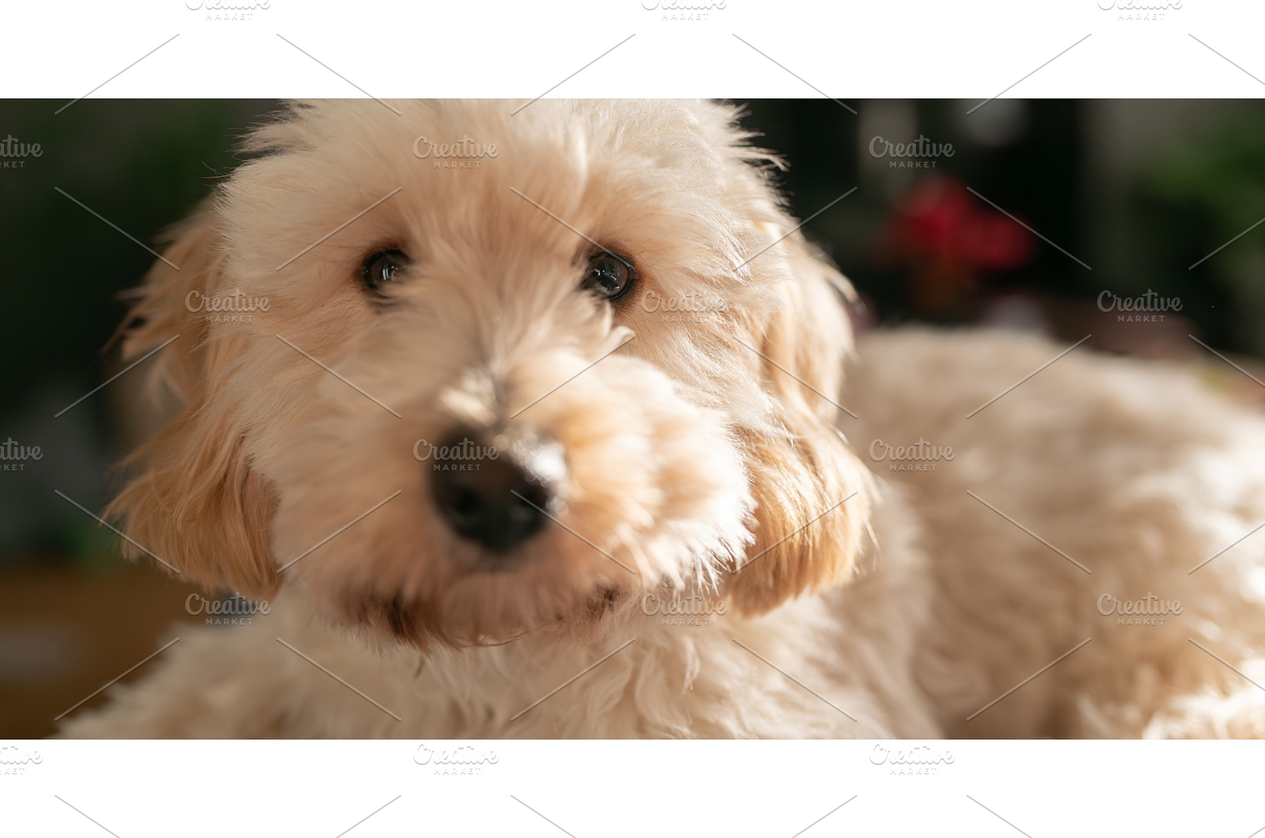 Close Up Portrait of a Cream, an Animal Photo by MadPhotos