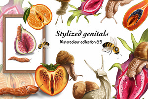 Genitals in the form of fruits