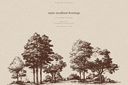 Sepia Woodland Drawings, an Animal Illustration by PeDe Designs (Thumbnail 8 of 15)