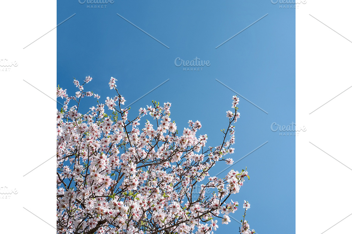Blossoming almond trees, a Nature Photo by Fruits+Veggies (Photo 6 of 17)
