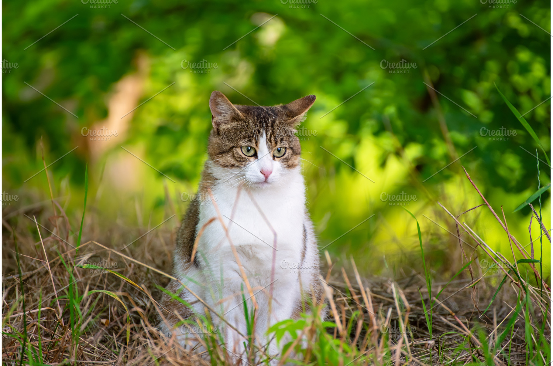 Stray cat portrait, an Animal Photo by Nature and travel
