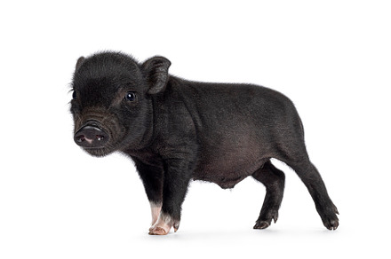 Black mini piglet on white background, an Animal Photo by Cat'chy Images by Nynke