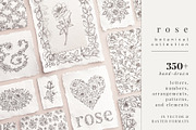 rose | botanical illustrations, an Illustration by Sophia J Caldwell (Thumbnail 22 of 23)