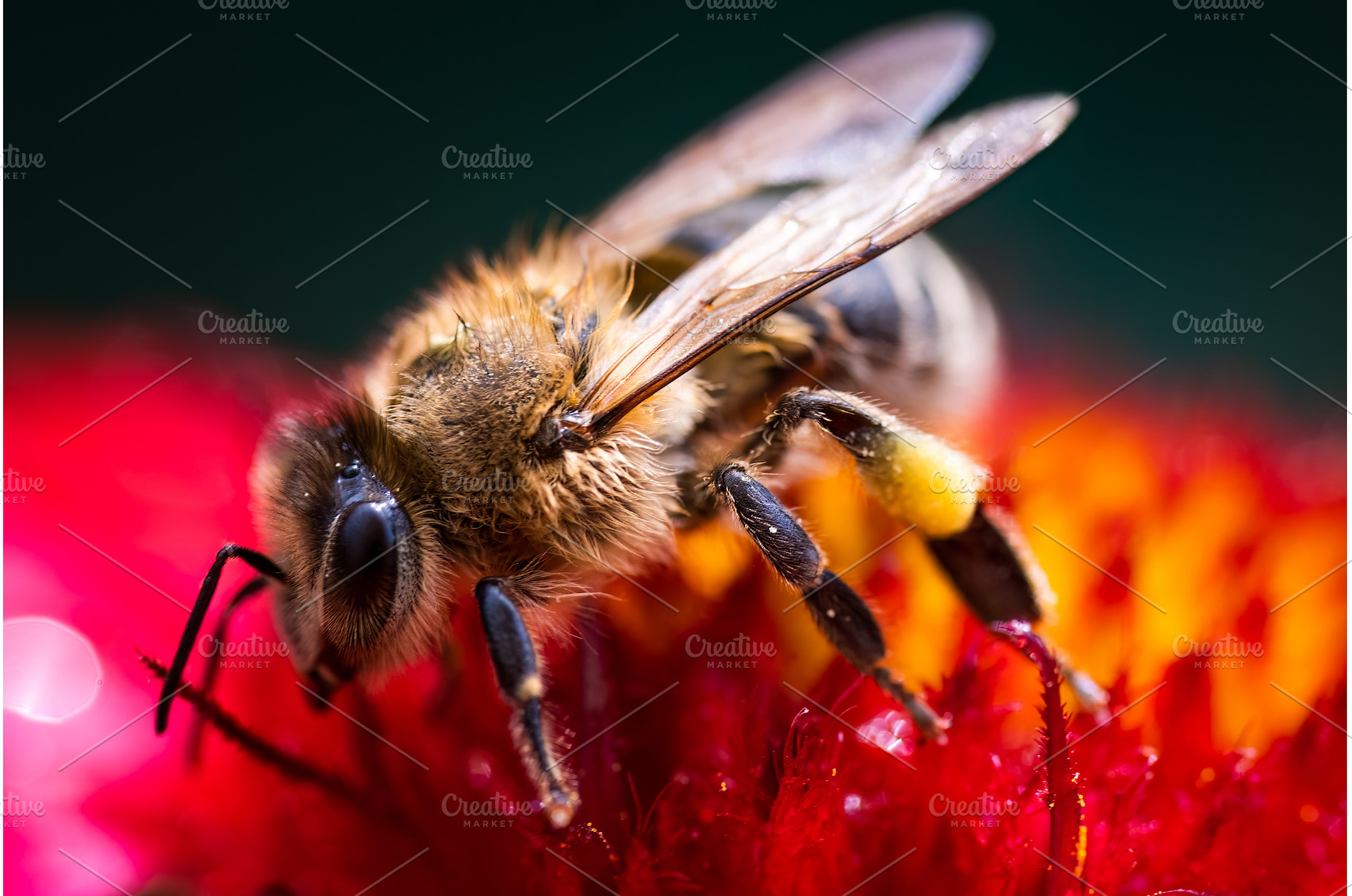 Closeup of Honey bee collecting, an Animal Photo by MadPhotos