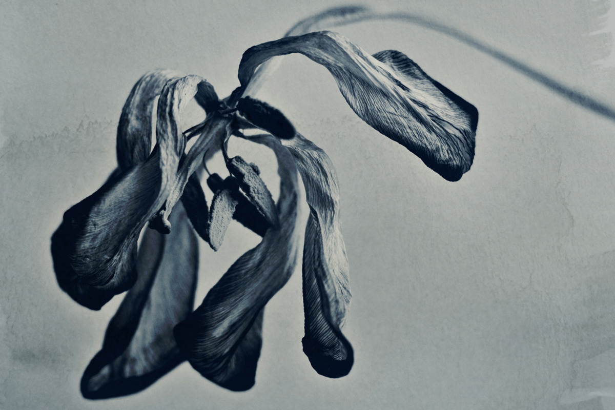 Digital Cyanotype Effect, a Brushes & More by Foto Rx Co. (Photo 2 of 8)