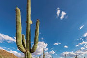 Saguaro cactus featuring phoenix, usa, and landscape, a Nature Photo by Lucky Photographer (Thumbnail 2 of 2)