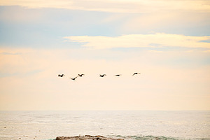 Seabirds and Seals, an Animal Photo by THP Creative
