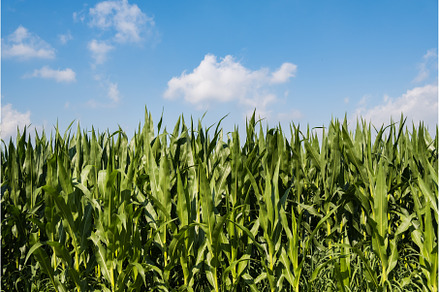 Corn agriculture. Green nature, a Nature Photo by MadPhotos