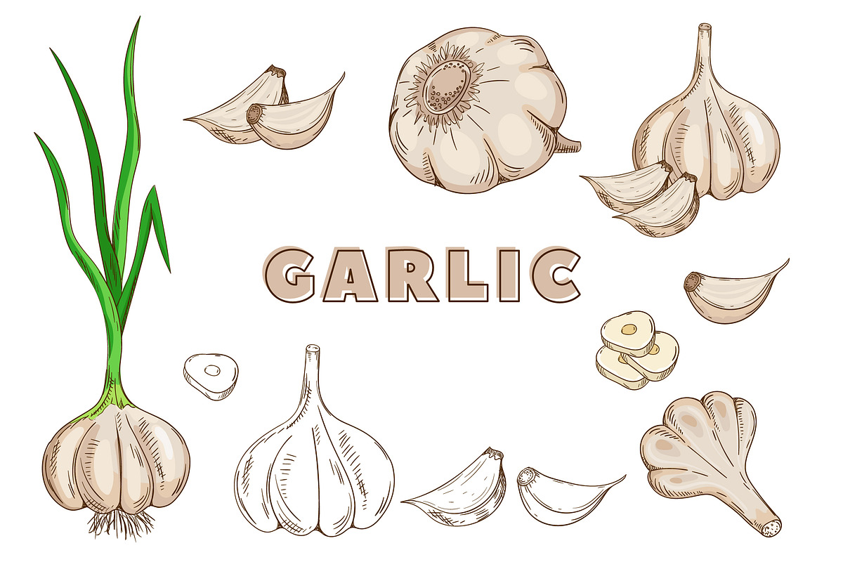 Vegetables in the Vintage Style, a Healthcare Illustration by Alfazet Chronicles (Photo 11 of 15)