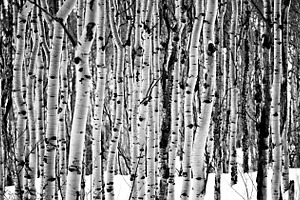 Aspen trees in the snow black and wh