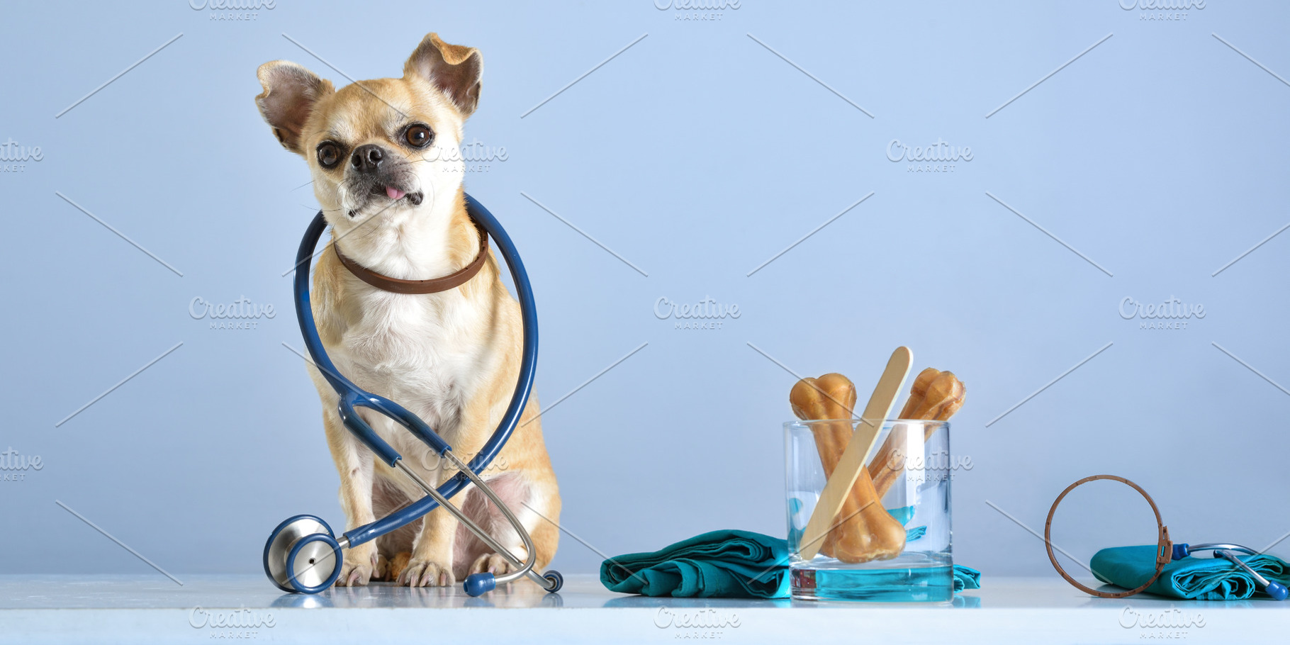 Chihuahua Wearing Stethoscope in Vet Setting, an Animal Photo by Davizro's Market