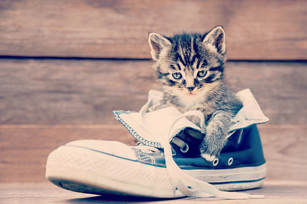 Kitten and shoe
