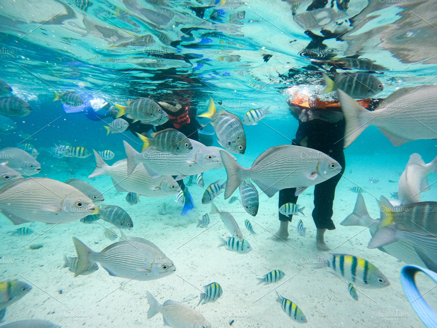 Snorkeling Adventure with Fish, an Animal Photo by bastera