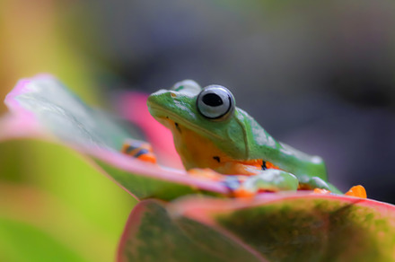 Portrait of a Javan tree frog