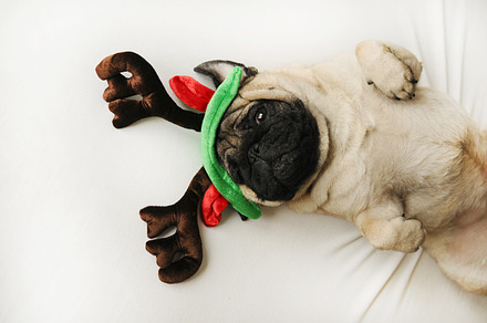 Cute pug in Christmas horns