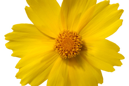 A vibrant yellow flower Coreopsis, with visible petals and a cen