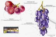 Easy Watercolor Studio for Procreate, a Brush Add-On by Liquid Amethyst Art (Thumbnail 4 of 12)