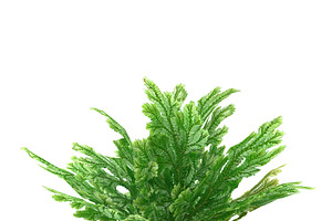 Selaginella