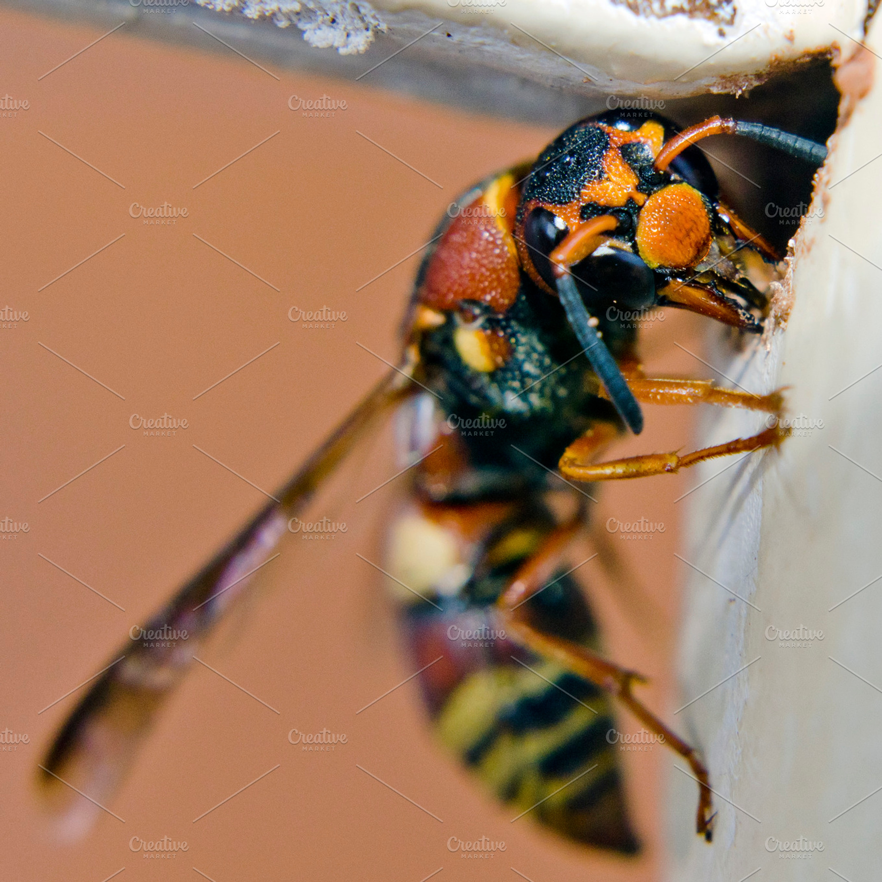 Wasp stock photo, an Animal Photo by Joshua C. Carroll