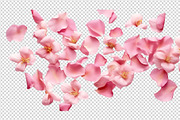 Flower petals transparent png, a Nature Photo by Shahjahangdb1 (Thumbnail 3 of 10)