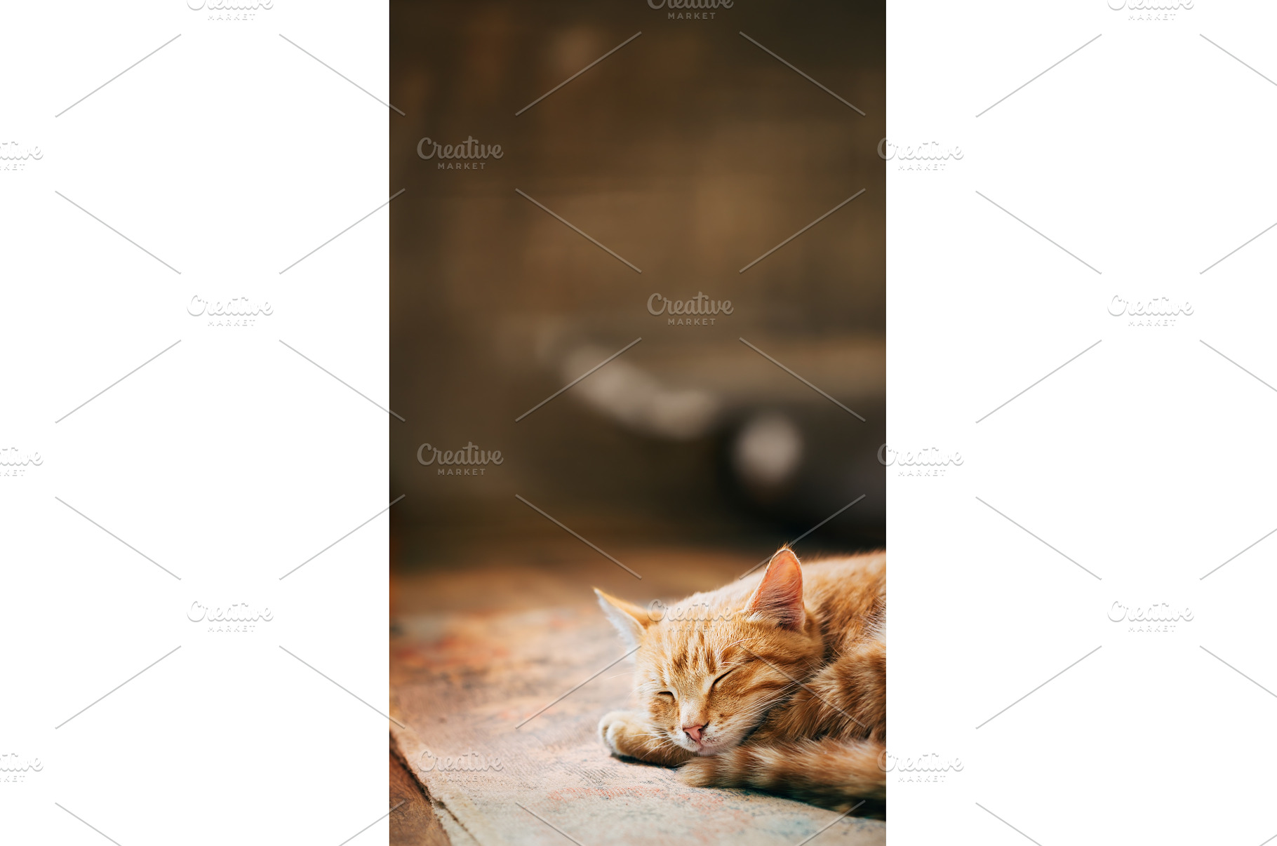 Close up of Small Peaceful Orange, an Animal Photo by Our Amazing World