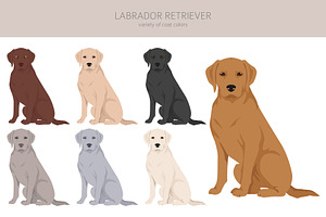 Labrador Retriever Clipart