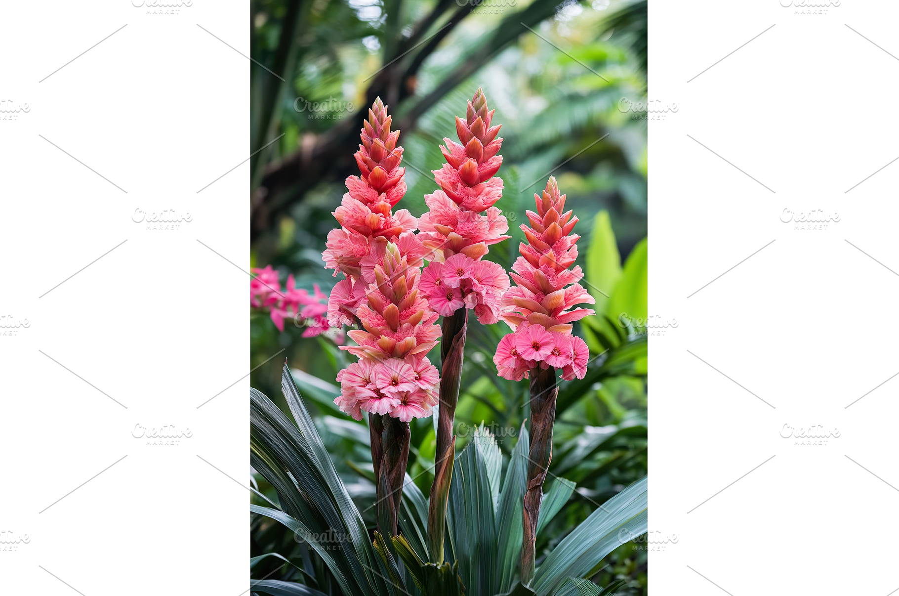 Hawaiian plants in tropical paradise, a Nature Photo by Lermont51