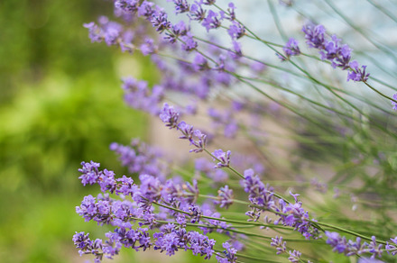 Bush with lavender flowers in blur in sunlight, a Nature Photo by TanaCh