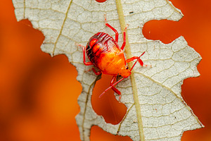 Spined soldier bug, an Animal Photo by Rob D Animal Photography