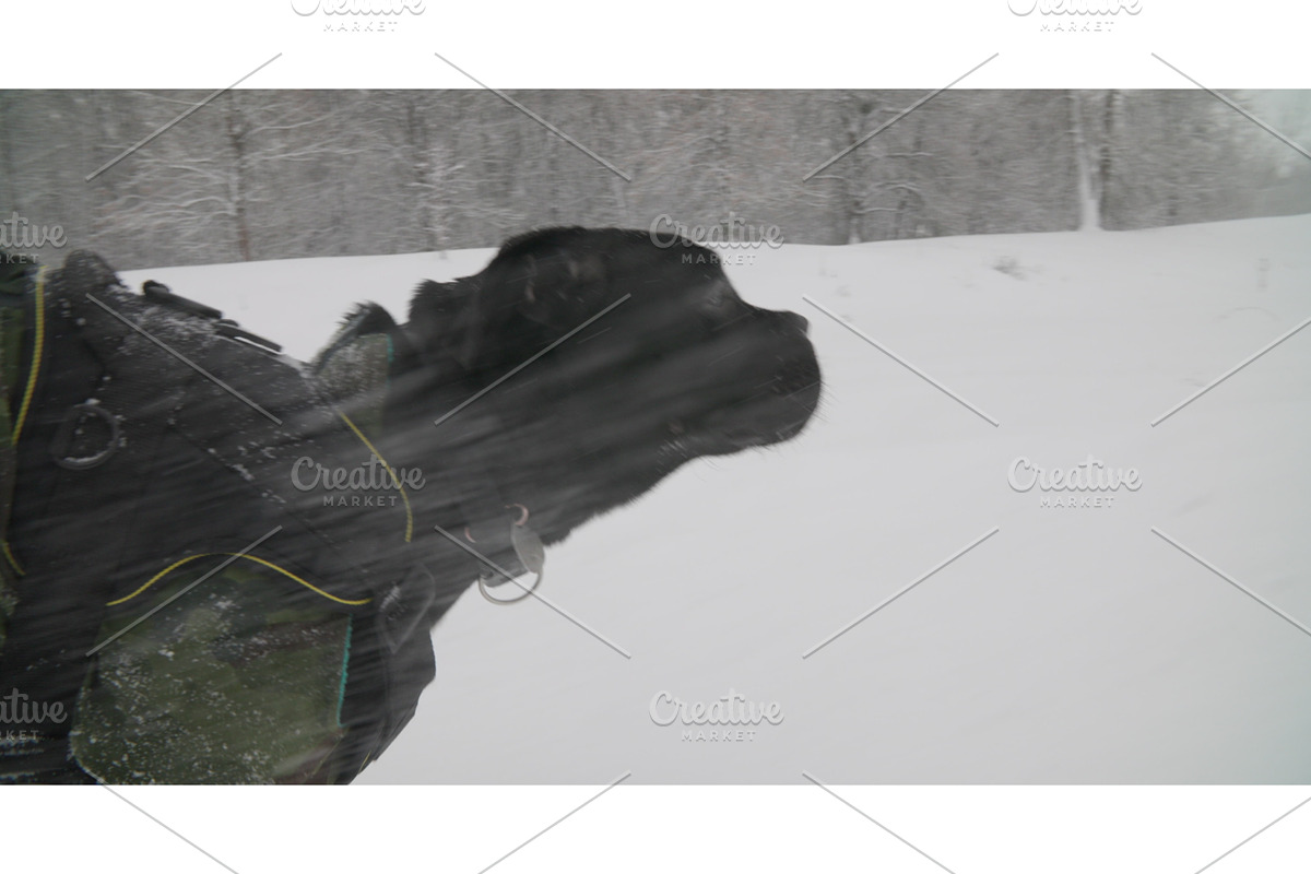 Semiannual Cane Corso Whelp Puppy, a Graphic by Our Amazing World (Photo 1 of 2)