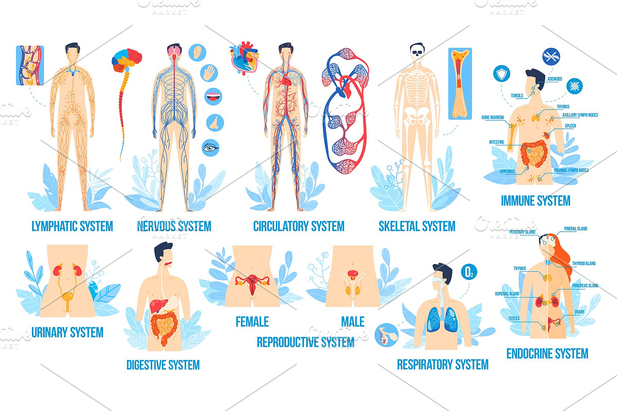 Human body anatomy, organ systems, an Object Graphic by seahorsevector