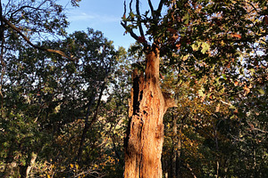 Tall ancient tree trunk stands amid a lush forest at Garden of the Gods in Colo, a Nature Photo by AS photostudio