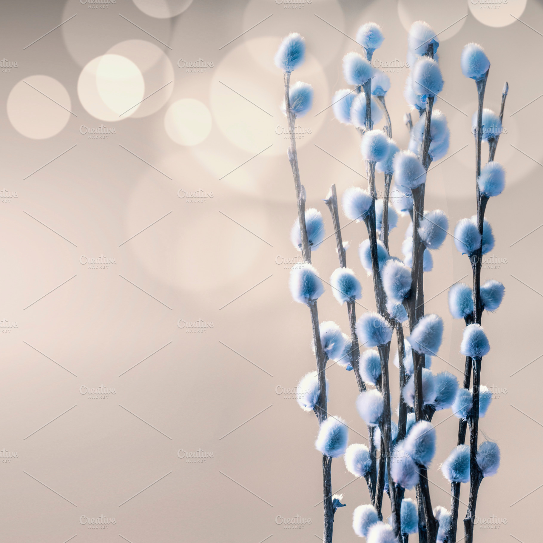 Blue pussy willow branches, a Nature Photo by VICUSCHKA