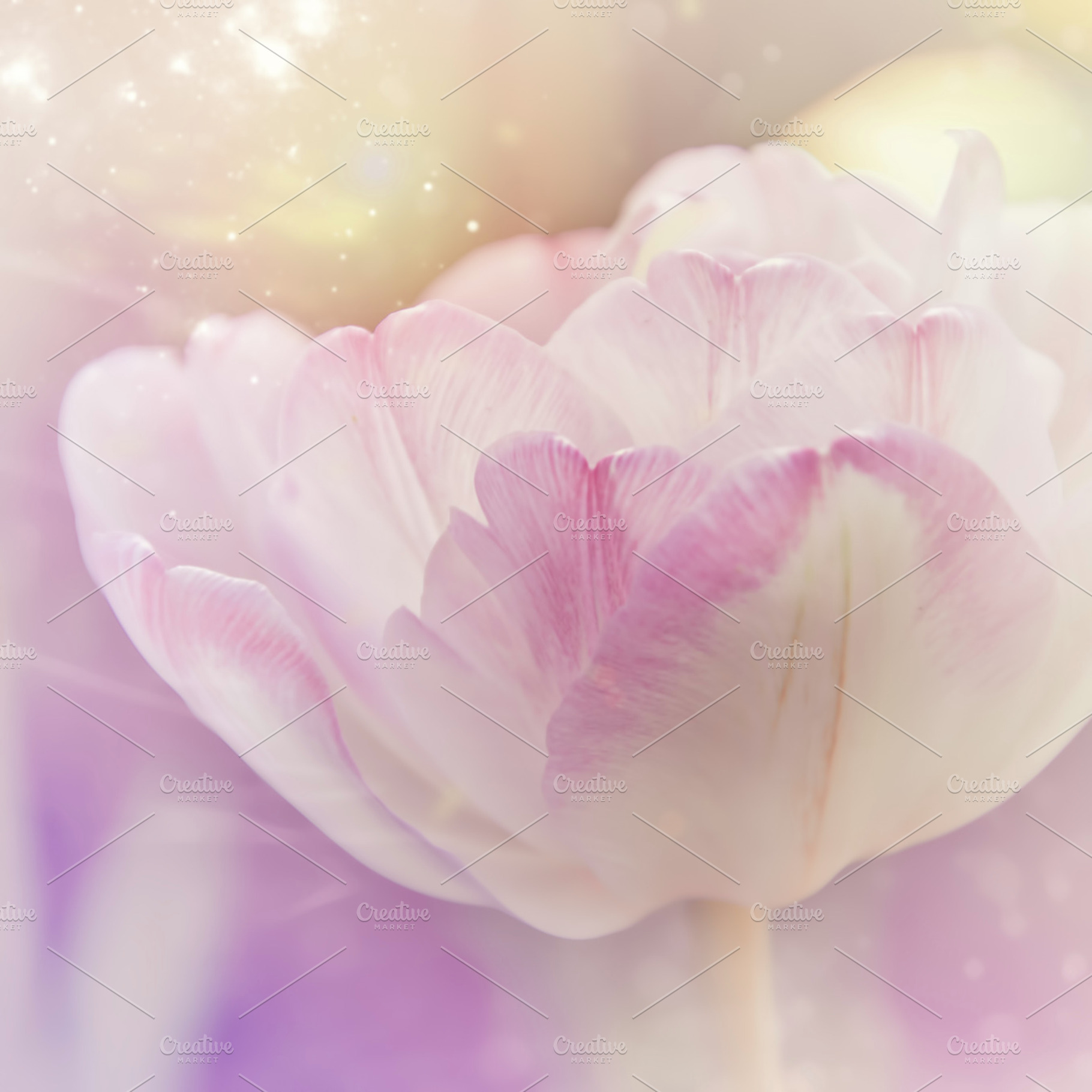 Beautiful flowers stock photo containing flowers and bouquet, a Nature Photo by Della_Liner