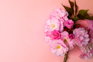 Vibrant pink cherry blossom branch with green leaves against a s, a Nature Photo by Ales Munt