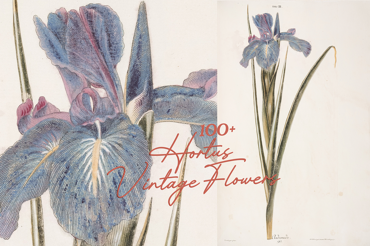 Hortus Vintage Flowers Prints, a Decorative Illustration by Digital Museum (Photo 2 of 9)