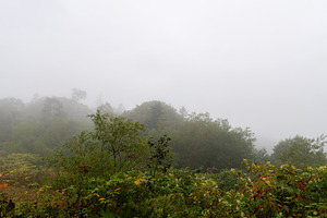 Fog covering forest treetops, a Nature Photo by Elena Vagengeim