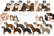 Bernedoodle clipart