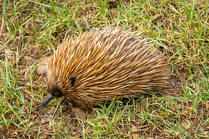 An echidna walking through grassy terrain on Kangaroo Island, Au, an Animal Photo by GoodGoods