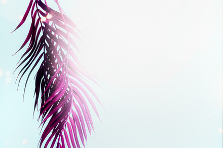 Purple tropical palm leaves, a Background Photo by VICUSCHKA