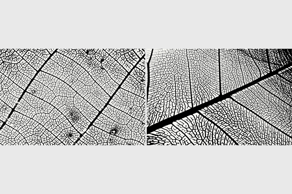 Leaf Veins Textures, a Texture Graphic by Creativetacos (Photo 4 of 4)