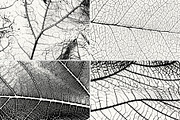 Leaf Veins Textures, a Texture Graphic by Creativetacos (Thumbnail 2 of 4)