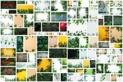 99 Frames of green leaves, a Nature Photo by Handmadefont (Thumbnail 2 of 100)